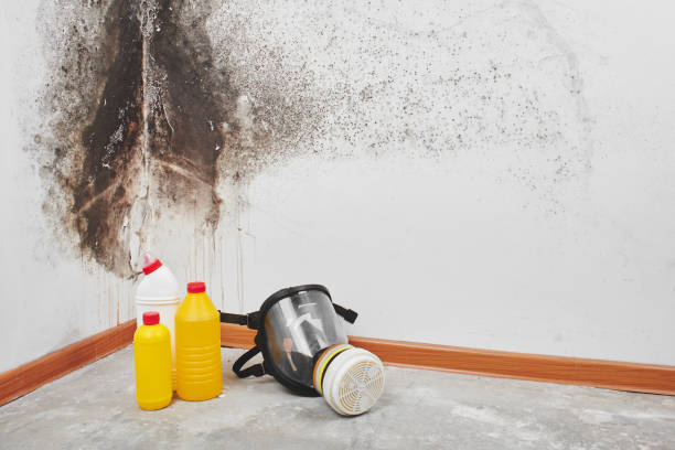 Best Mold Cleaning Services  in Tucson Mountains, AZ