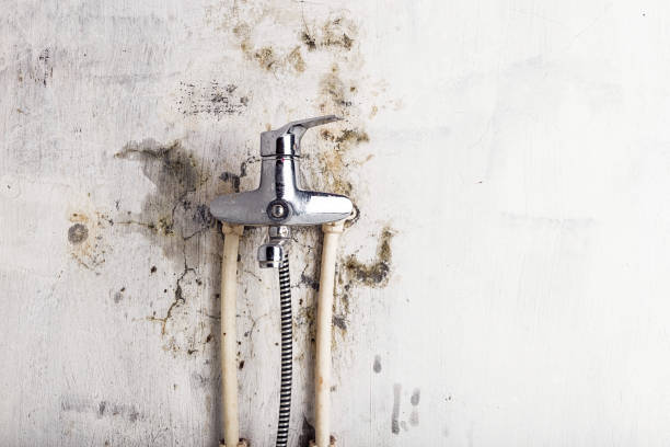 Best Mold Removal Company Near Me  in Tucson Mountains, AZ