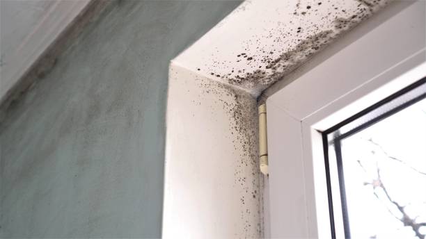 Best Toxic Mold Removal  in Tucson Mountains, AZ